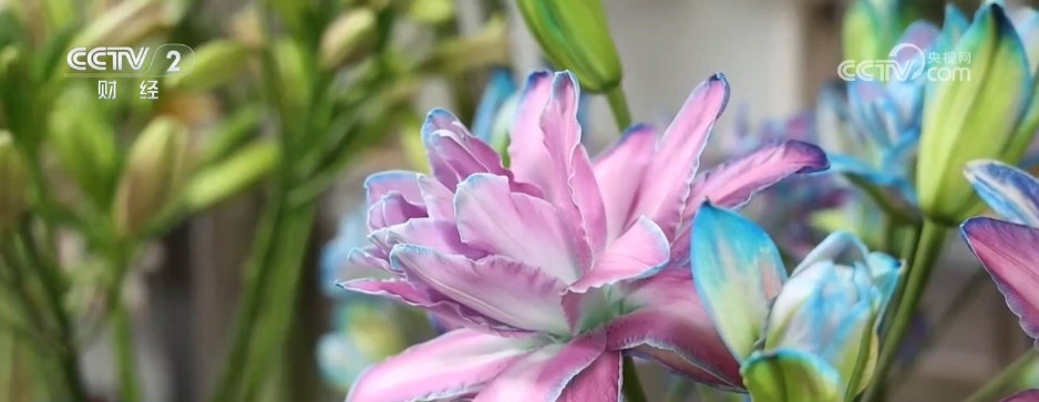 串联电商、直播、物流……小花朵撬动大市场 “美丽经济”激发消费新动能 串联电商、直播、物流……小花朵撬动大市场 “美丽经济”激发消费新动能