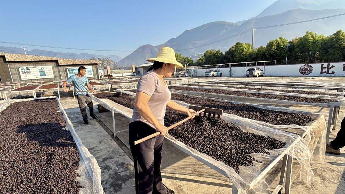 从“苦果子”到“金豆子” 点亮乡村致富梦 从“苦果子”到“金豆子” 点亮乡村致富梦
