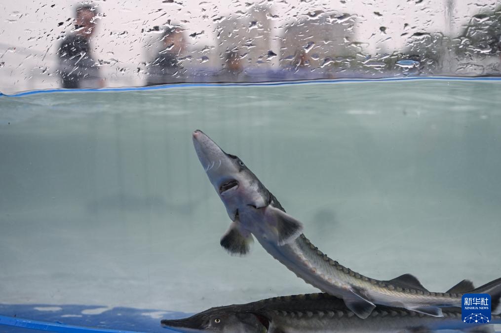 新华全媒+丨超2万尾中华鲟子二代放归长江