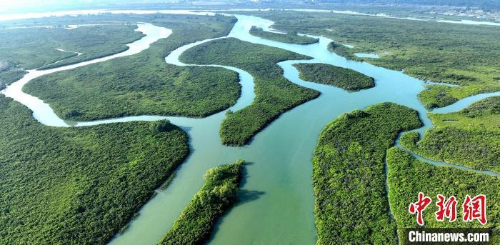 珍稀鸟类成“常客” 广东红树林面积提升至1.14万公顷 珍稀鸟类成“常客” 广东红树林面积提升至1.14万公顷