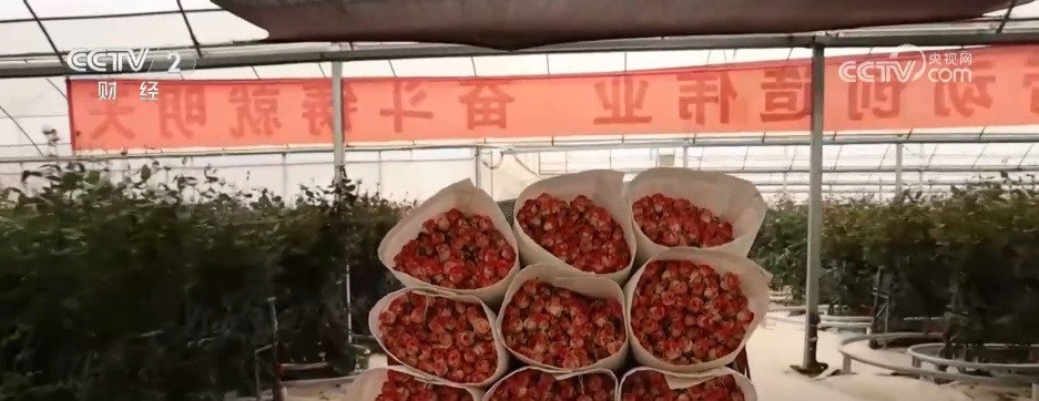 串联电商、直播、物流……小花朵撬动大市场 “美丽经济”激发消费新动能 串联电商、直播、物流……小花朵撬动大市场 “美丽经济”激发消费新动能