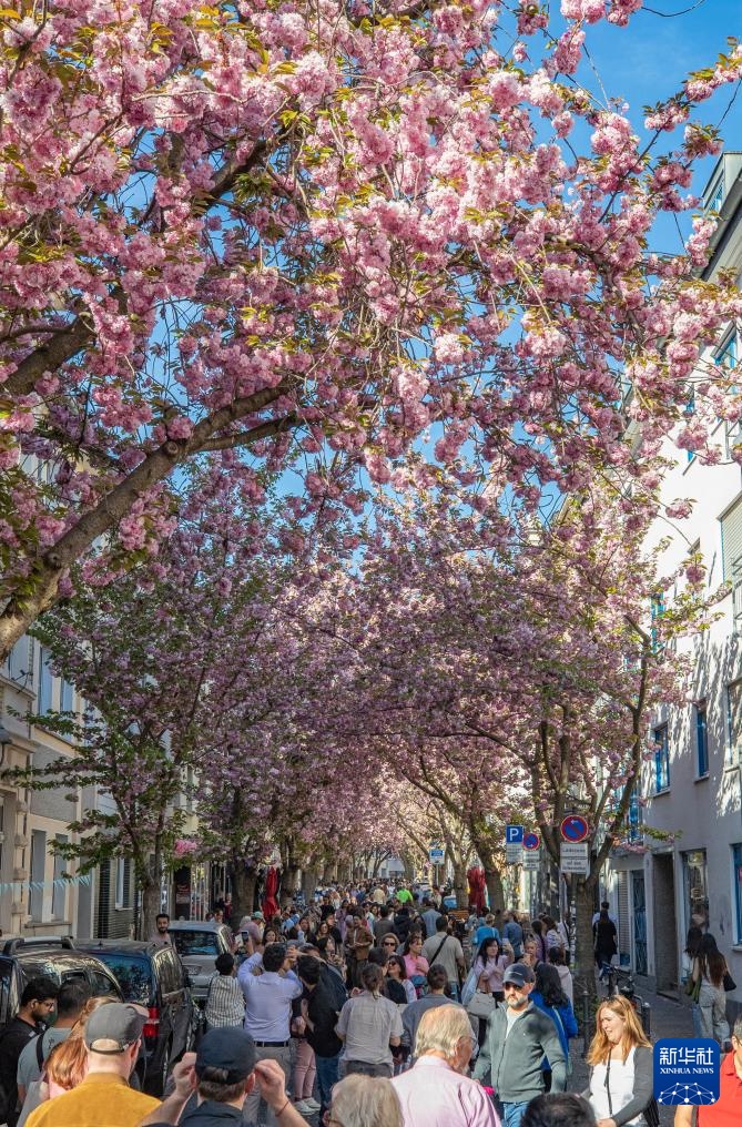 德国波恩：樱花盛开