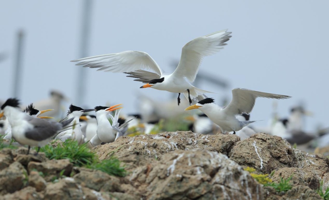 包出片!浙江这些“观鸟胜地”等你来 包出片!浙江这些“观鸟胜地”等你来