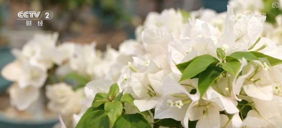 花经济“四季常开” “花卉+”创新升级激活文旅市场新动能 花经济“四季常开” “花卉+”创新升级激活文旅市场新动能