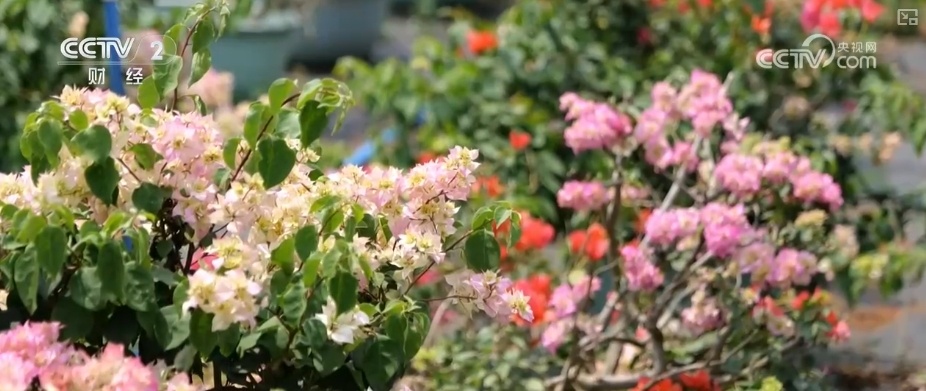 花经济“四季常开” “花卉+”创新升级激活文旅市场新动能 花经济“四季常开” “花卉+”创新升级激活文旅市场新动能