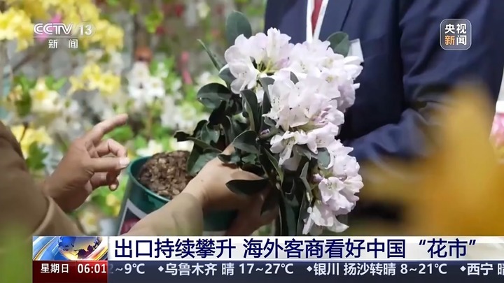 云南鲜花出口暴涨52.3%！韩国俄罗斯抢疯了