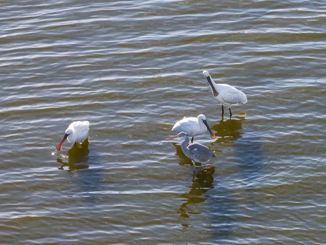 包出片!浙江这些“观鸟胜地”等你来 包出片!浙江这些“观鸟胜地”等你来