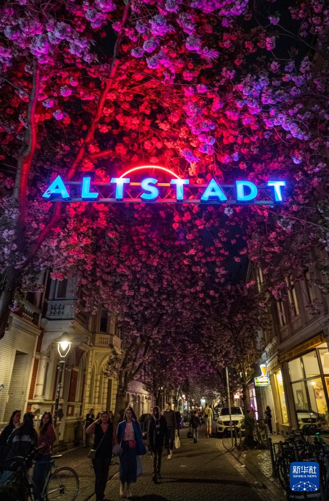 德国波恩：樱花盛开