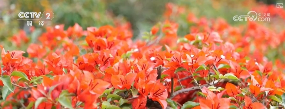 花经济“四季常开” “花卉+”创新升级激活文旅市场新动能 花经济“四季常开” “花卉+”创新升级激活文旅市场新动能