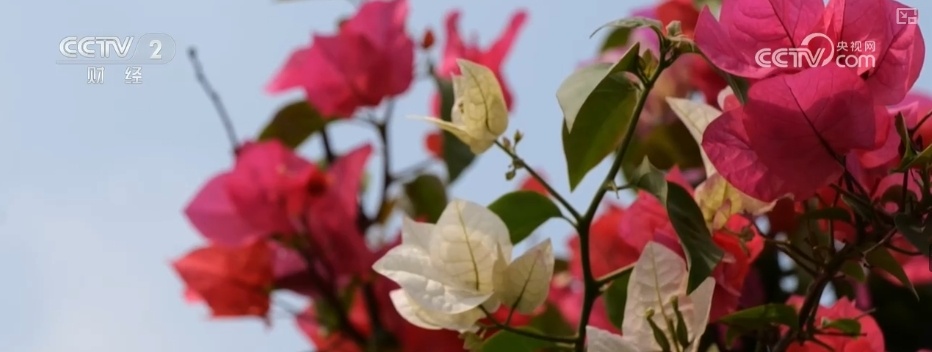 花经济“四季常开” “花卉+”创新升级激活文旅市场新动能 花经济“四季常开” “花卉+”创新升级激活文旅市场新动能
