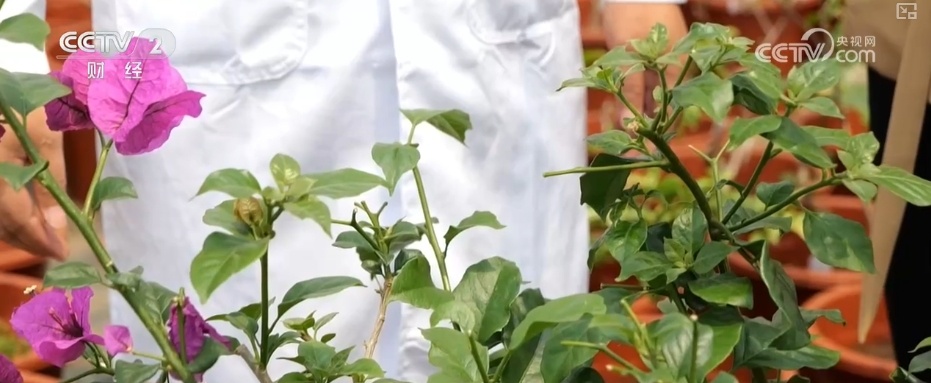 花经济“四季常开” “花卉+”创新升级激活文旅市场新动能 花经济“四季常开” “花卉+”创新升级激活文旅市场新动能