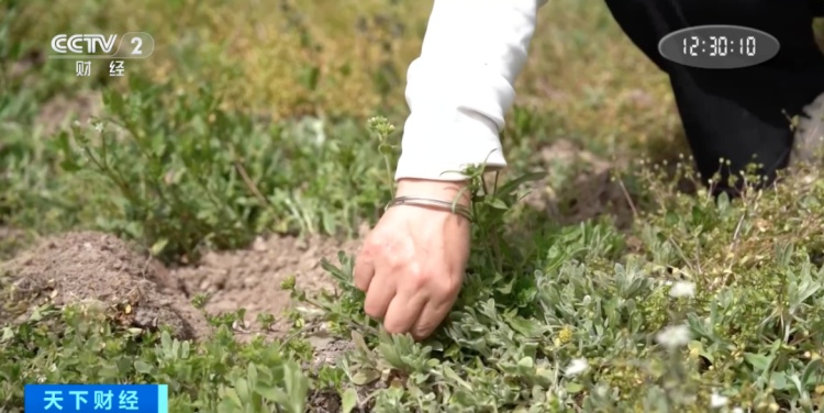 一家六口中毒！警惕“尝鲜”变“尝险”！这种菜别乱吃