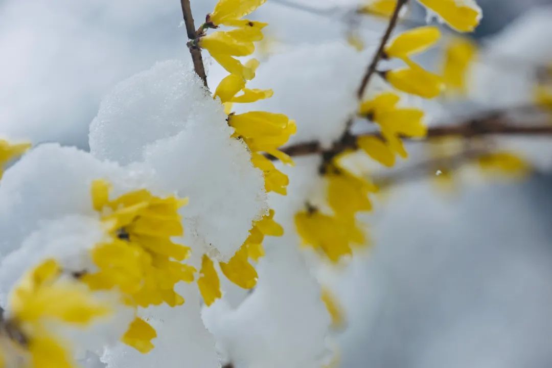 冲上热搜！长春限定版“桃花雪”刷屏