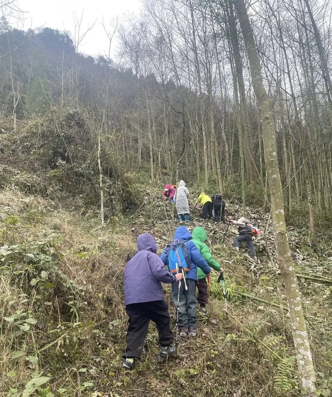 百元一斤药材被游客“打野”损毁,成都药材种植户急了…… 百元一斤药材被游客“打野”损毁,成都药材种植户急了……