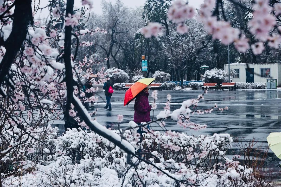 冲上热搜！长春限定版“桃花雪”刷屏