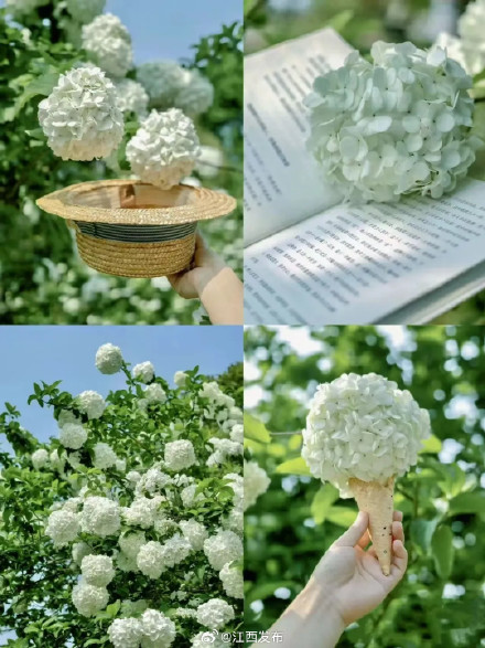 一眼沦陷!江西开满了“冰激凌花” 一眼沦陷!江西开满了“冰激凌花”