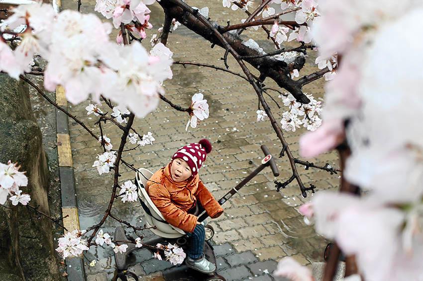 吉林：春雪点花笺 人间诗意连