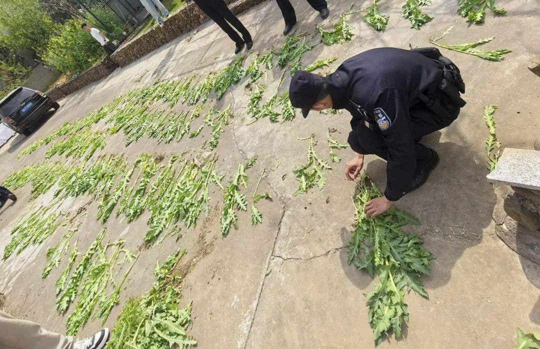 “治牙疼”“炒菜吃”……切记：这种植物一株也不能种！
