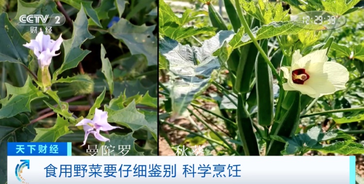 一家六口中毒！警惕“尝鲜”变“尝险”！这种菜别乱吃