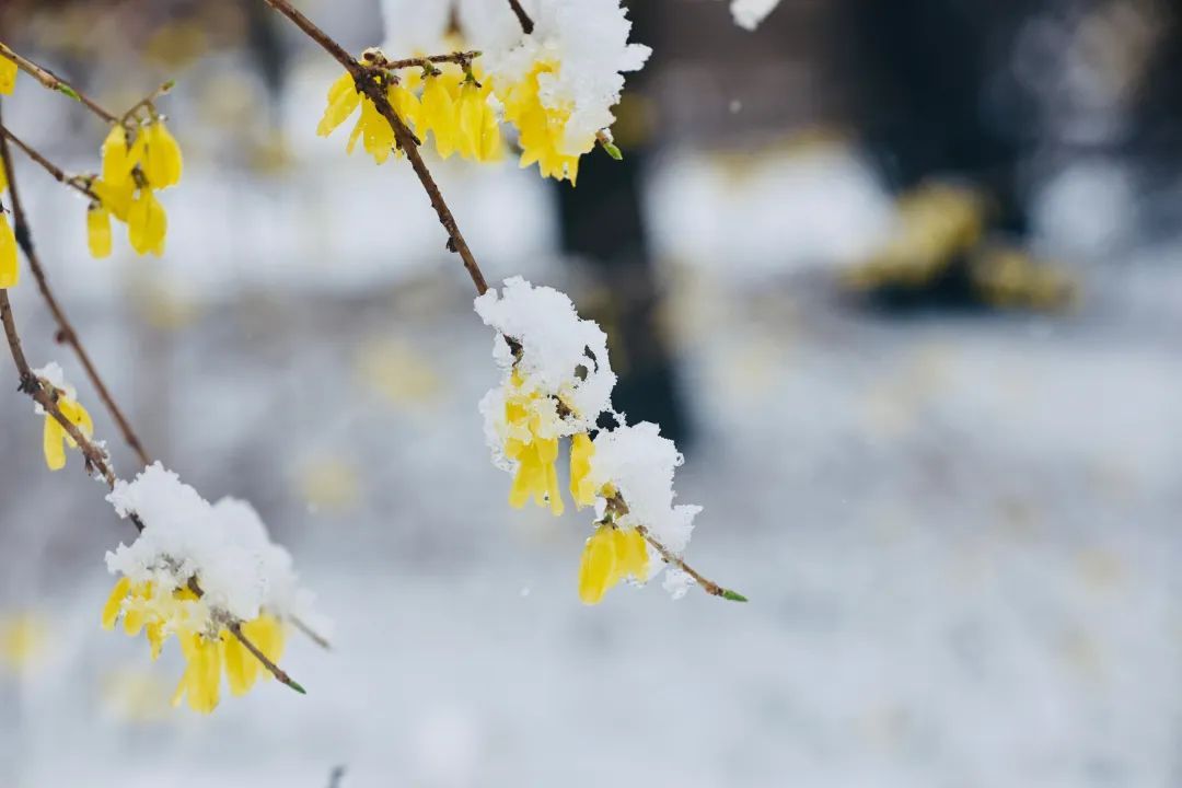 冲上热搜！长春限定版“桃花雪”刷屏