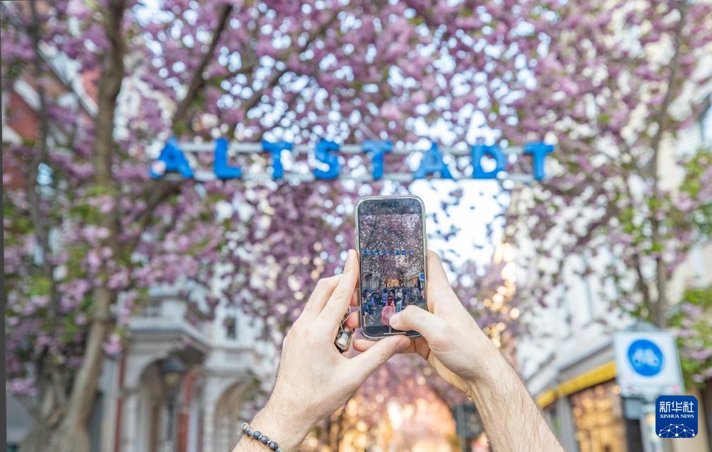 德国波恩：樱花盛开
