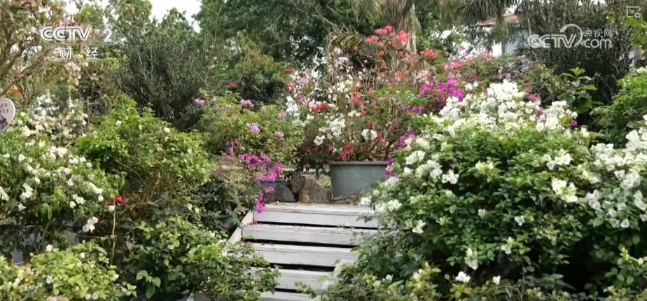 花经济“四季常开” “花卉+”创新升级激活文旅市场新动能 花经济“四季常开” “花卉+”创新升级激活文旅市场新动能