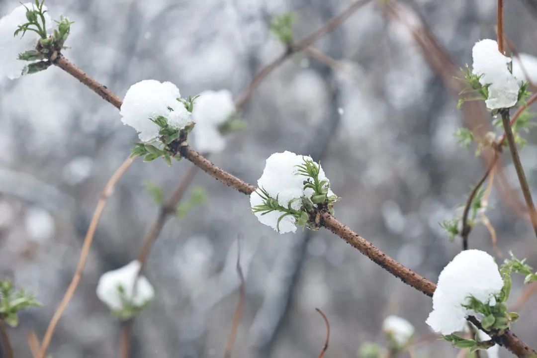 冲上热搜！长春限定版“桃花雪”刷屏