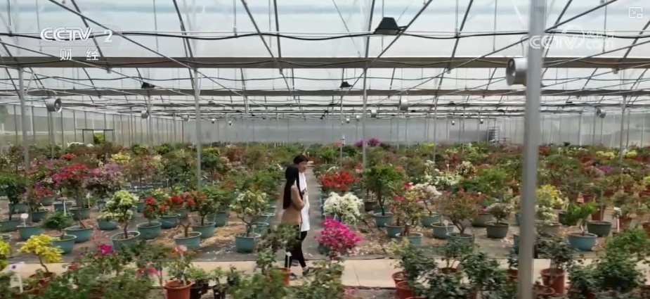 花经济“四季常开” “花卉+”创新升级激活文旅市场新动能 花经济“四季常开” “花卉+”创新升级激活文旅市场新动能