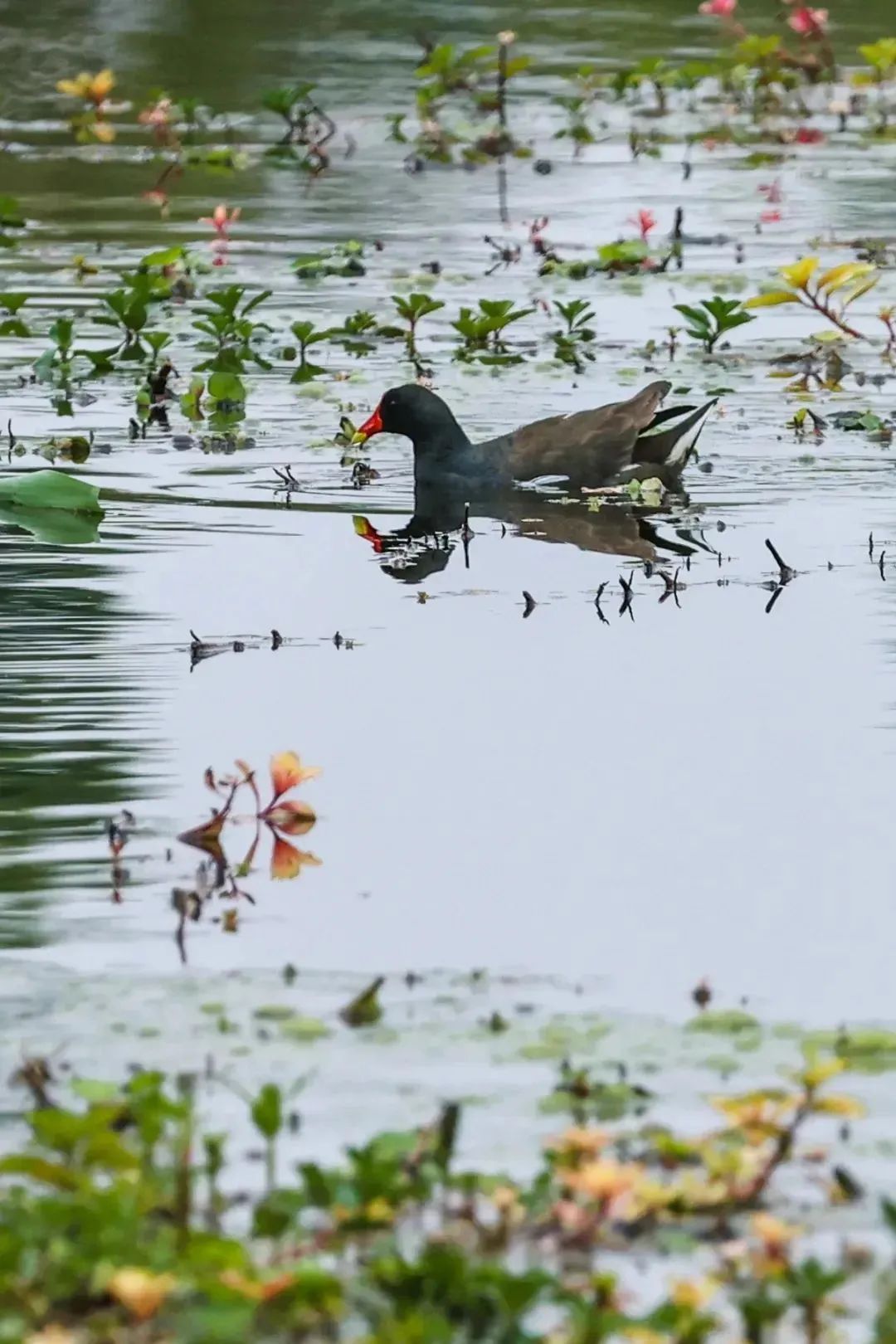 包出片!浙江这些“观鸟胜地”等你来 包出片!浙江这些“观鸟胜地”等你来