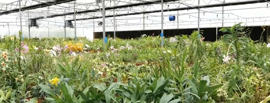 花经济“四季常开” “花卉+”创新升级激活文旅市场新动能 花经济“四季常开” “花卉+”创新升级激活文旅市场新动能