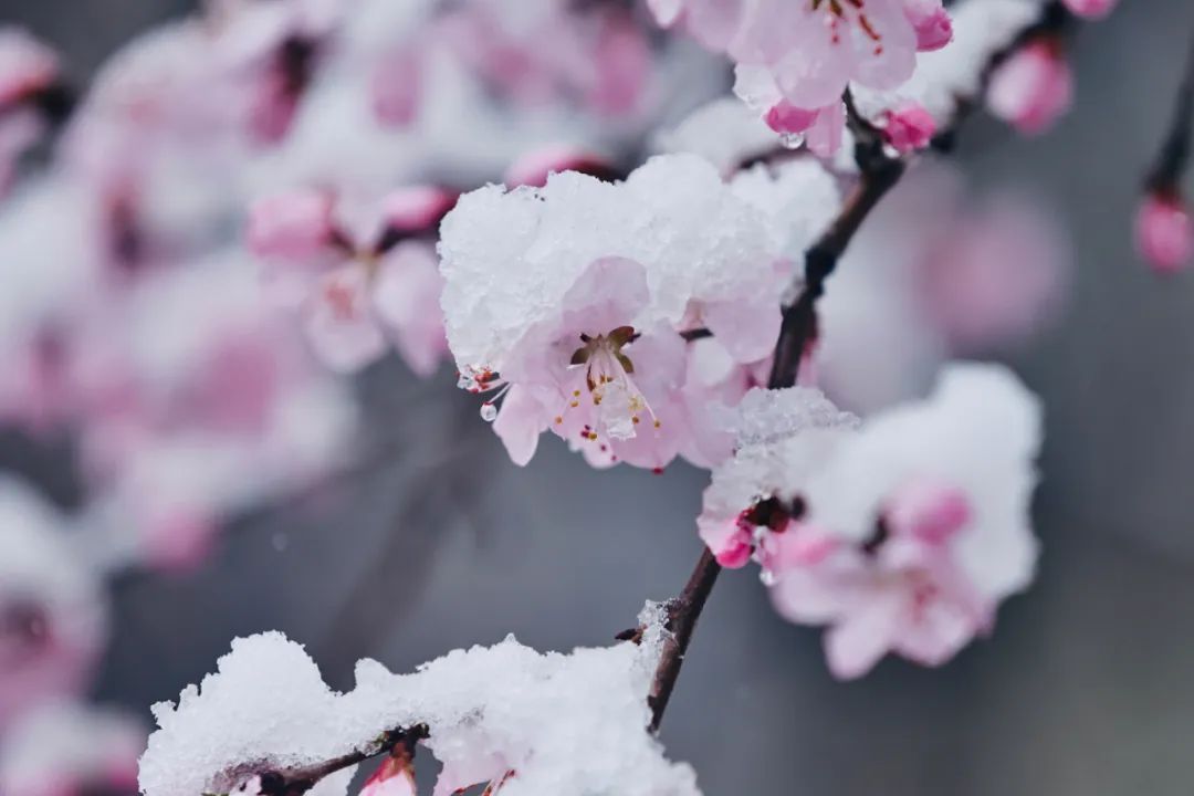 冲上热搜！长春限定版“桃花雪”刷屏