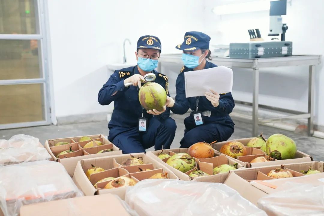 我国首次!印尼鲜食椰子来了 我国首次!印尼鲜食椰子来了