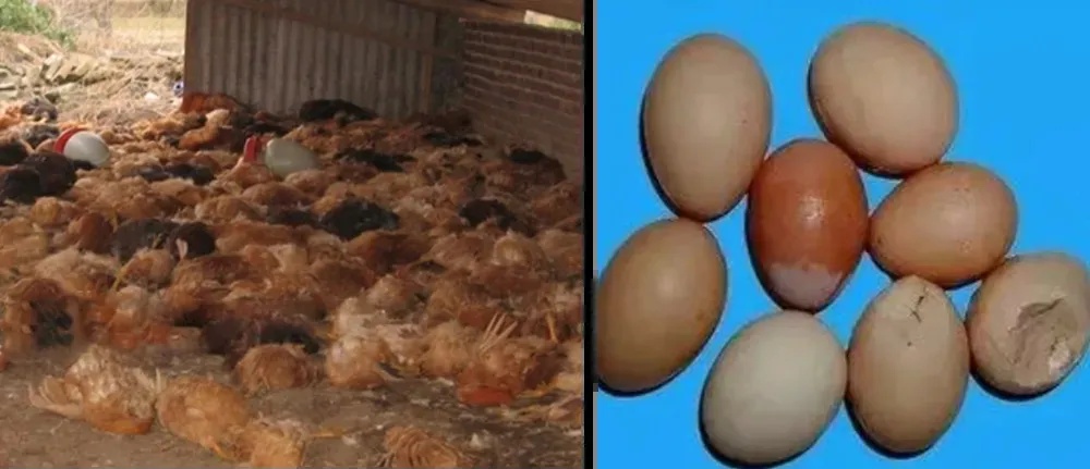 遇到这种诡异姿势的鸟，快跑，别好奇！