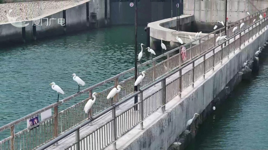高颜值，大长腿 厦门岛外这里竟能看到它们列队排排站