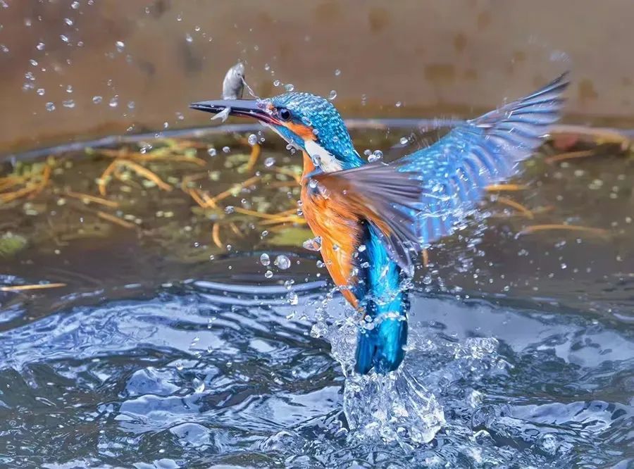 包出片!浙江这些“观鸟胜地”等你来 包出片!浙江这些“观鸟胜地”等你来