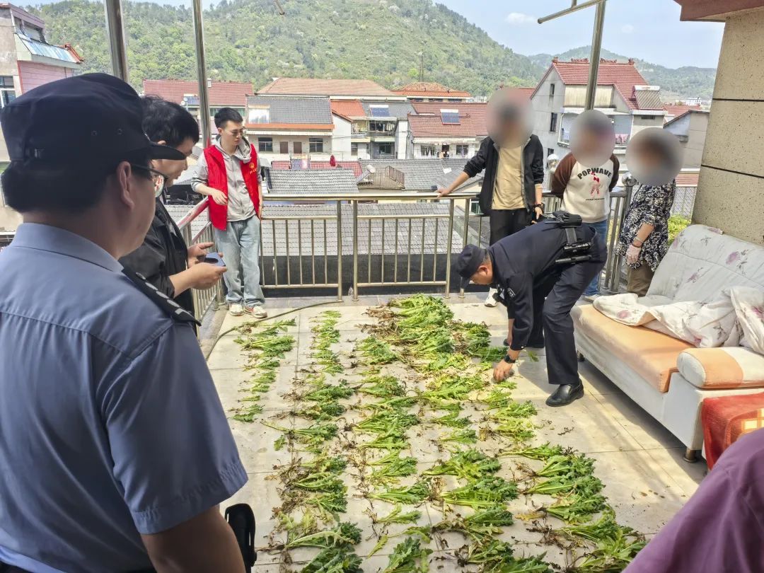 “治牙疼”“炒菜吃”……切记：这种植物一株也不能种！
