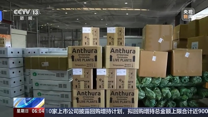 云南鲜花出口暴涨52.3%！韩国俄罗斯抢疯了