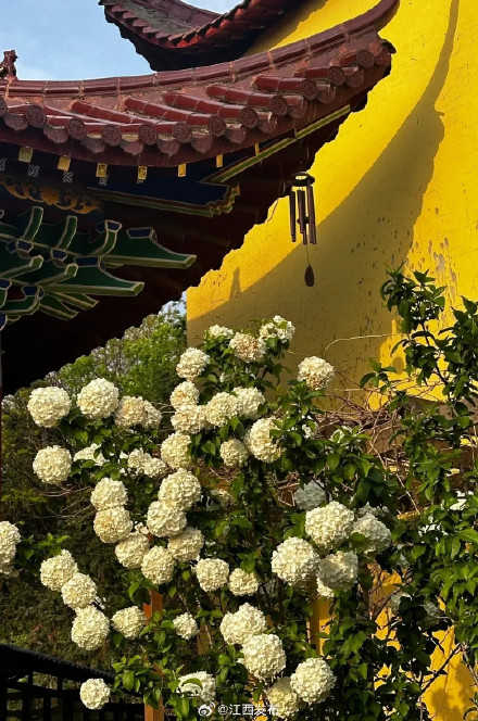 一眼沦陷!江西开满了“冰激凌花” 一眼沦陷!江西开满了“冰激凌花”