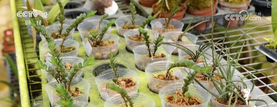 花经济“四季常开” “花卉+”创新升级激活文旅市场新动能 花经济“四季常开” “花卉+”创新升级激活文旅市场新动能