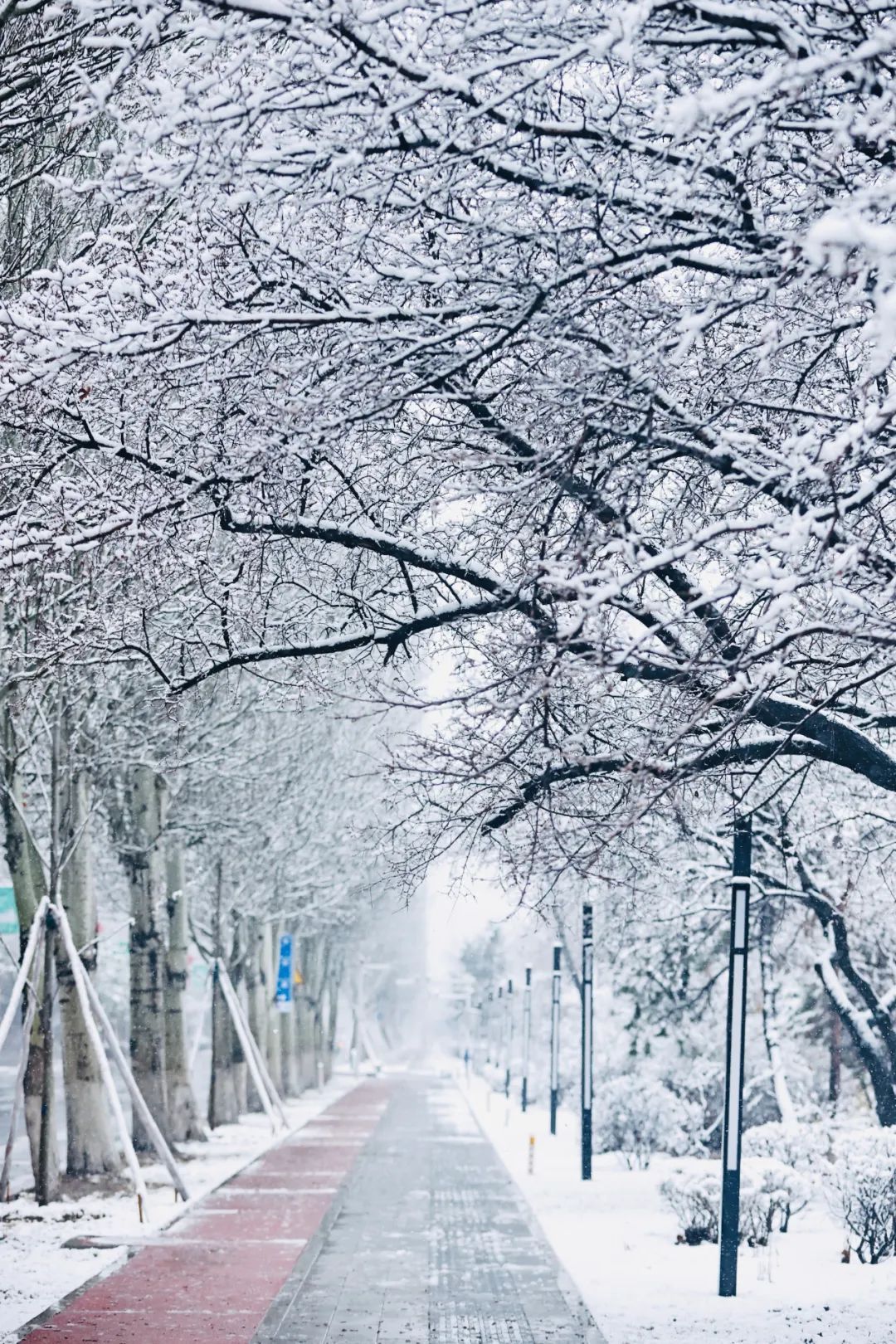 冲上热搜！长春限定版“桃花雪”刷屏