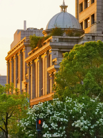 一眼沦陷!江西开满了“冰激凌花” 一眼沦陷!江西开满了“冰激凌花”