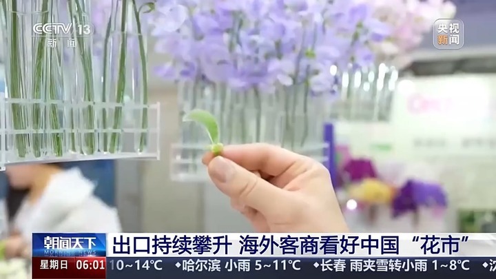 云南鲜花出口暴涨52.3%！韩国俄罗斯抢疯了
