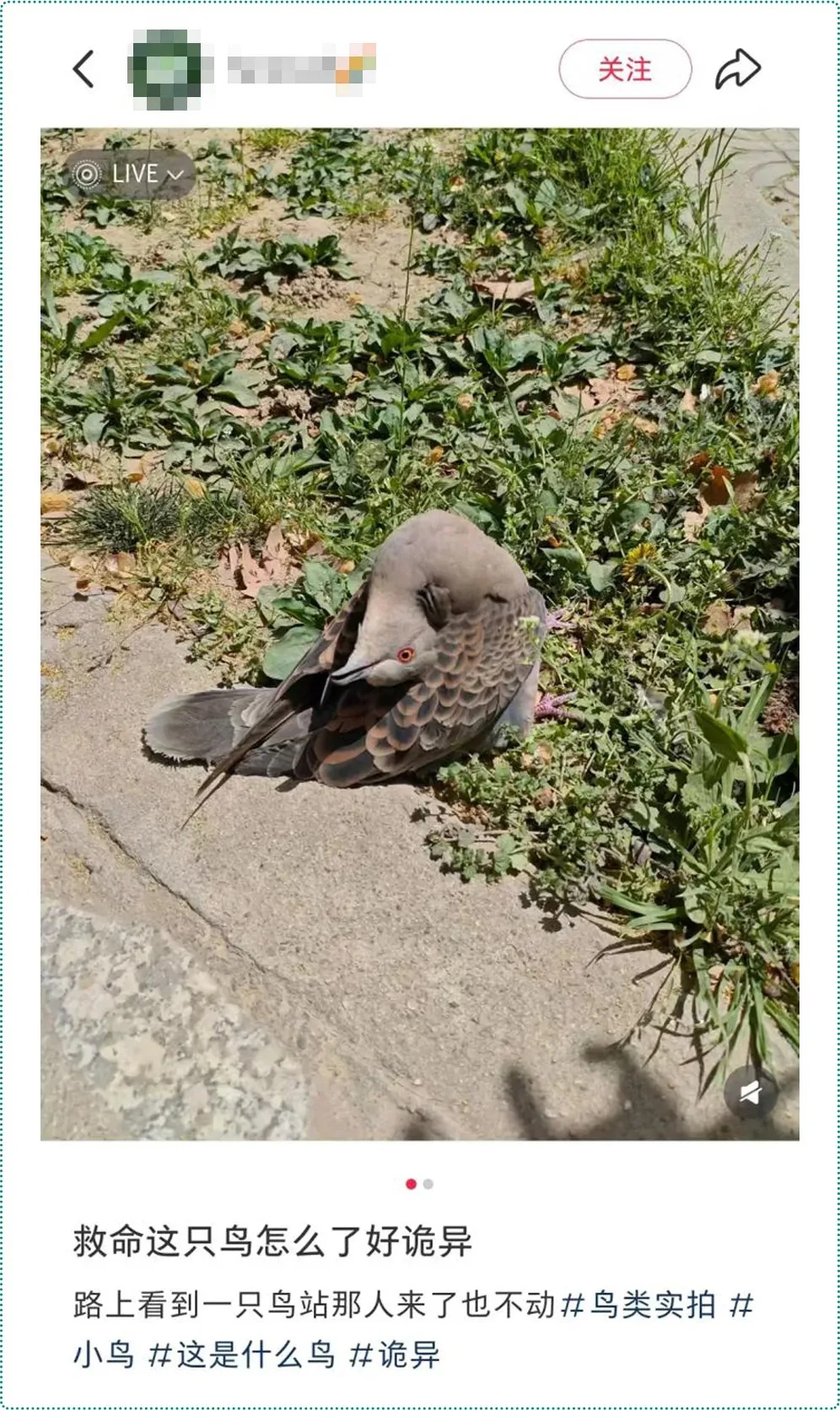 遇到这种诡异姿势的鸟，快跑，别好奇！