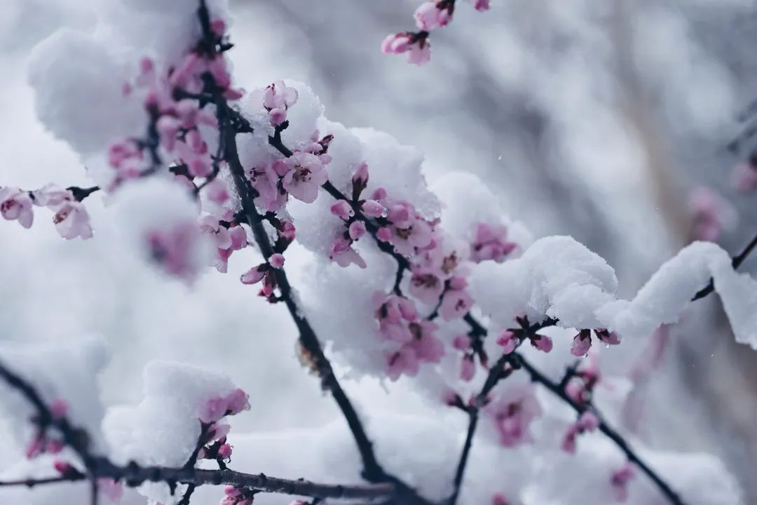 冲上热搜！长春限定版“桃花雪”刷屏