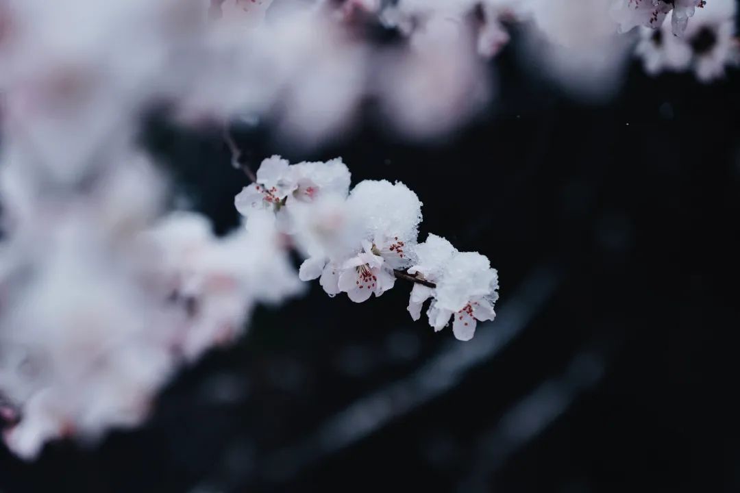 冲上热搜！长春限定版“桃花雪”刷屏