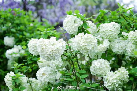 一眼沦陷!江西开满了“冰激凌花” 一眼沦陷!江西开满了“冰激凌花”