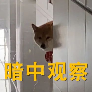 高颜值，大长腿 厦门岛外这里竟能看到它们列队排排站