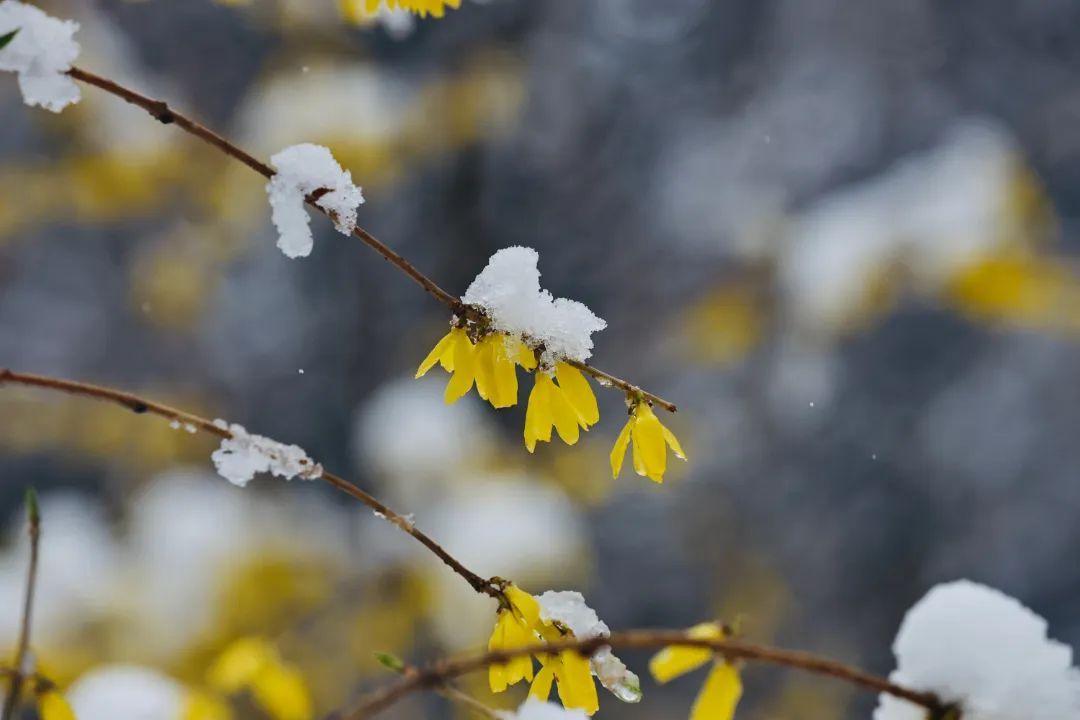 冲上热搜！长春限定版“桃花雪”刷屏
