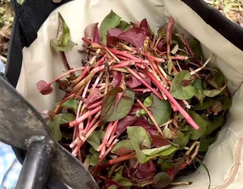 百元一斤药材被游客“打野”损毁,成都药材种植户急了…… 百元一斤药材被游客“打野”损毁,成都药材种植户急了……