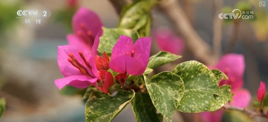 花经济“四季常开” “花卉+”创新升级激活文旅市场新动能 花经济“四季常开” “花卉+”创新升级激活文旅市场新动能